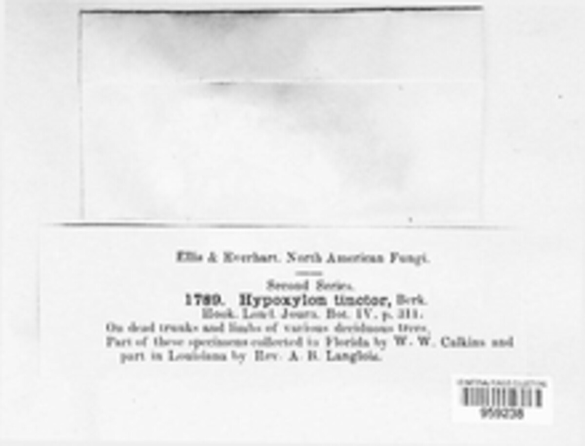 Camillea tinctor image
